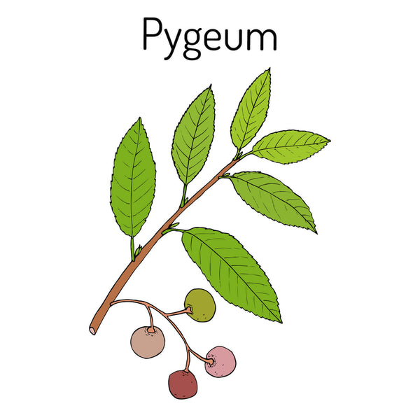 Understanding the Medicinal Uses of Pygeum