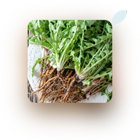 dandelion root