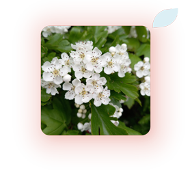 corydalis powder