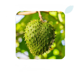 soursop