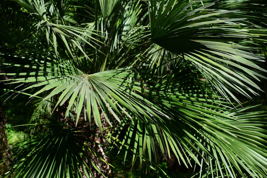 Exploring the Benefits of Saw Palmetto