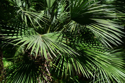 saw palmetto benefits