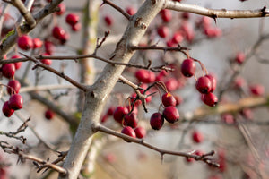 health benefits of hawthorn berry