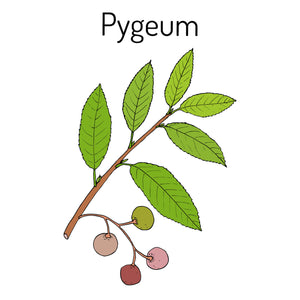 pygeum benefits