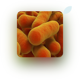 bifidobacterium breve