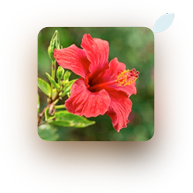 hibiscus flower