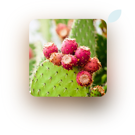 prickly pear extract