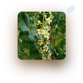 boswellia