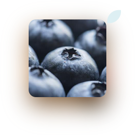 bilberry extract